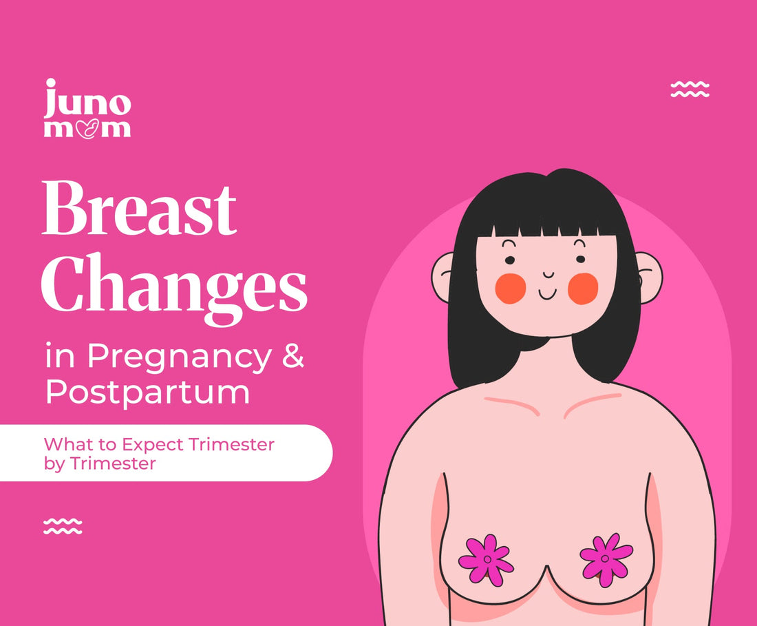 Breast Changes in Pregnancy & Postpartum: What to Expect Trimester by Trimester